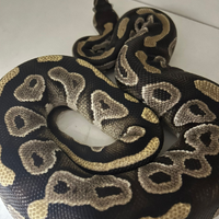 Pitone Reale+Teca e accessori