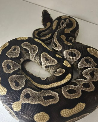 Pitone Reale+Teca e accessori