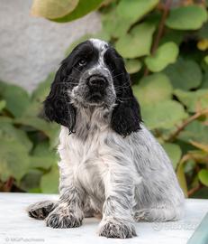 Cuccioli Cocker Spaniel Inglese