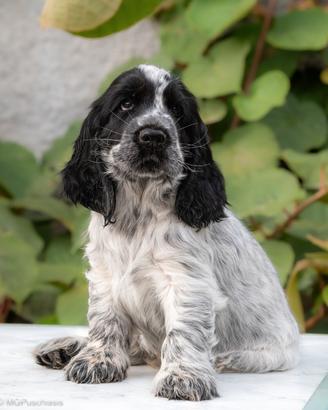 Cuccioli Cocker Spaniel Inglese