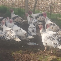 Tacchini ermellinati di Rovigo