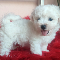 Cuccioli Akita Inu con Pedigree ENCI selezione TOP