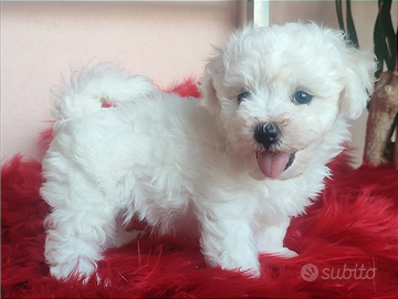 Cuccioli Akita Inu con Pedigree ENCI selezione TOP