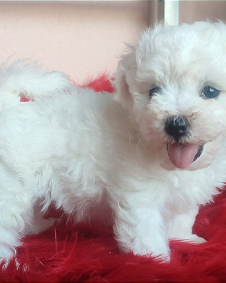 Cuccioli Akita Inu con Pedigree ENCI selezione TOP