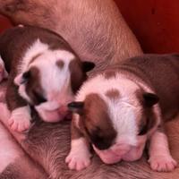 Cuccioli bulldog inglese