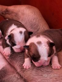 Cuccioli bulldog inglese