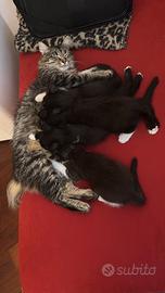 3 gattine in adozione