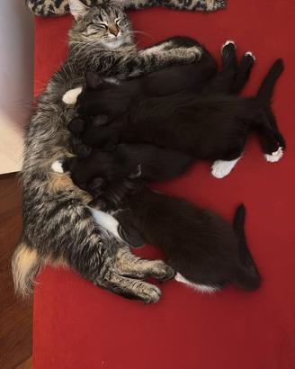 3 gattine in adozione
