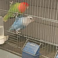 Inseparabili