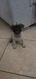 Cucciola carlino