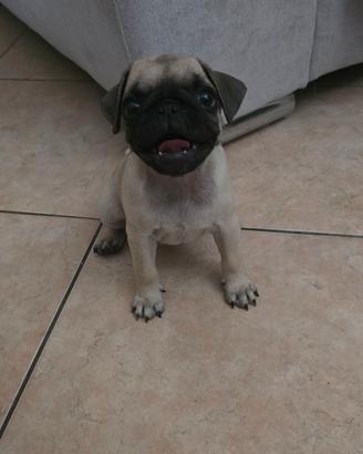 Cucciola carlino