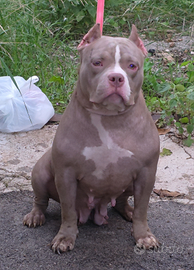 American Bully Femmina