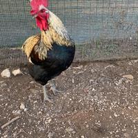 Vendo gallo araucana