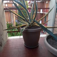 Pianta di Agave