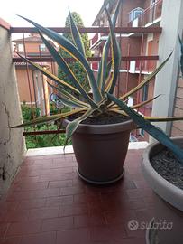 Pianta di Agave