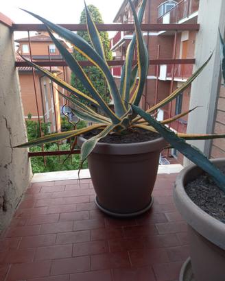 Pianta di Agave