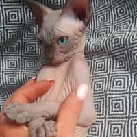Sphynx cucciolo pedigree pronto subito