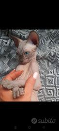 Sphynx cucciolo pedigree pronto subito
