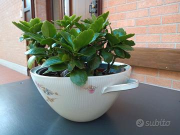 porta vaso/zuppiera
