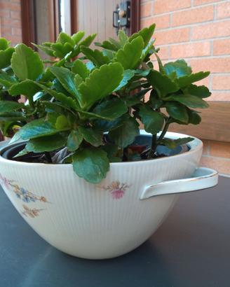 porta vaso/zuppiera