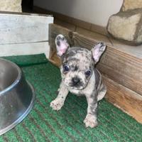 Bulldog Francese