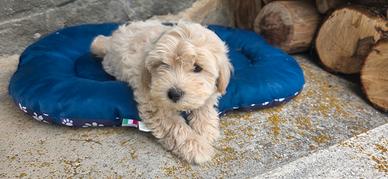 Maltipoo maschio miele