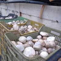 Ciottoli da giardino 10euro x 15 kg 