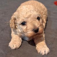 Cuccioli di Barboncino