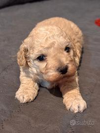 Cuccioli di Barboncino