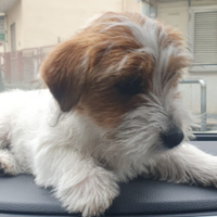 Jack Russell terrier