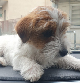 Jack Russell terrier