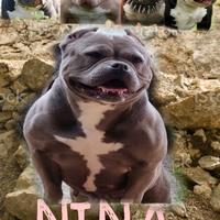 American bully femmina