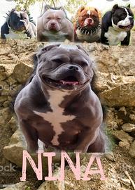 American bully femmina