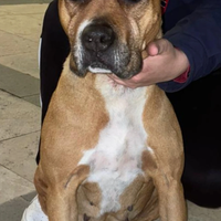 Amstaff femmina 4 mesi