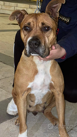 Amstaff femmina 4 mesi
