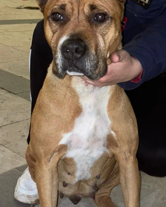 Amstaff femmina 4 mesi
