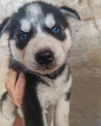 Siberian Husky