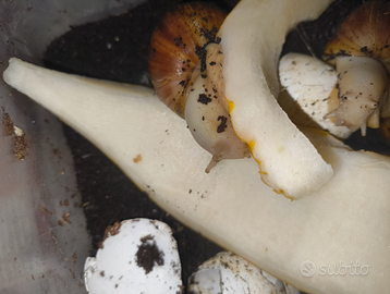 Achatina fulica white