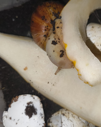 Achatina fulica white