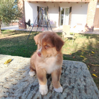 Cuccioli di Pastore australiano