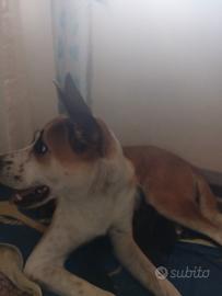 Cuccioli di cane