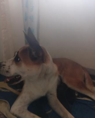 Cuccioli di cane