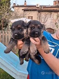 Cuccioli pastore tedesco