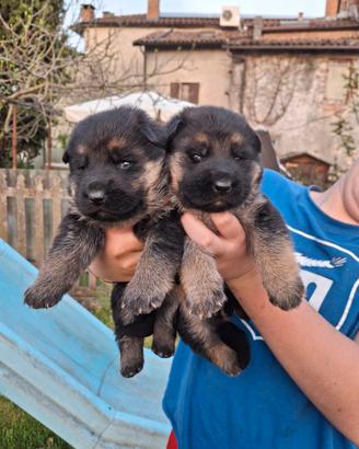 Cuccioli pastore tedesco