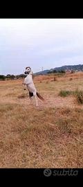 Puledrino pony welsh