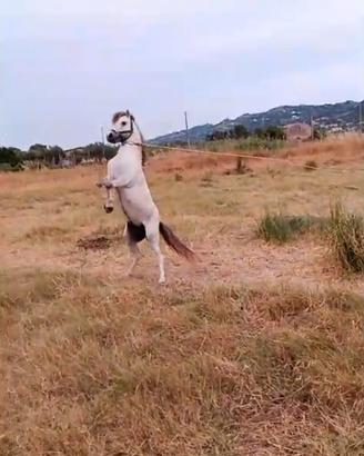 Puledrino pony welsh