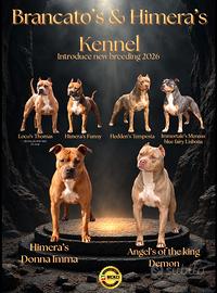 Pitbull