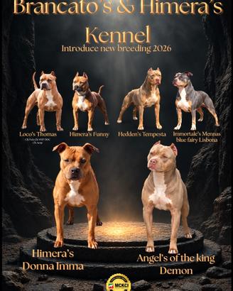 Pitbull