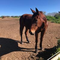 Cavalla Trottatrice