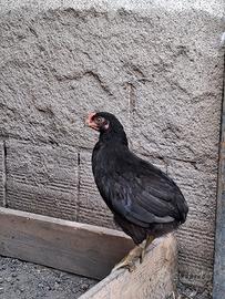 Galli Araucana